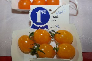 Note the shine on these tomatoes.