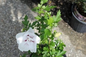 Bushel-Basket-flower-close-up-3