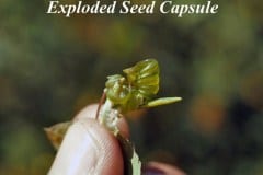 Exploded-Seed-Capsule-Titled-e
