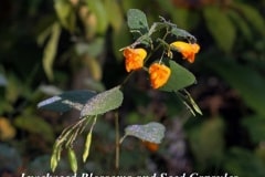 Jewelweed-Blossoms-and-Seed-Capsules-Titled-e