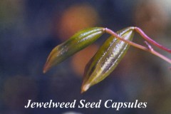 Seed-Capsules-Titled-e