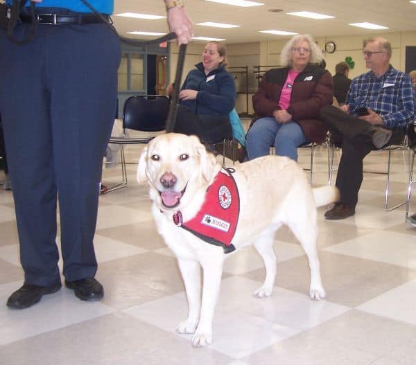 Therapy-dogs-2-e