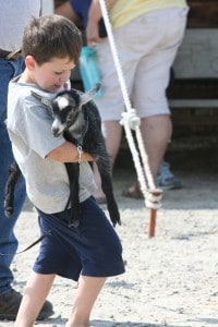 File photo. A child carries a goat at the 4-H Youth Show