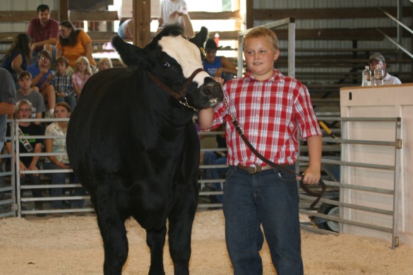 File photo. The 2012 reserve champion steer.