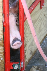 File photo. Pig in the wash stall.