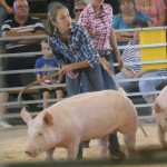 File photo. A scene from a previous year's pig judging.