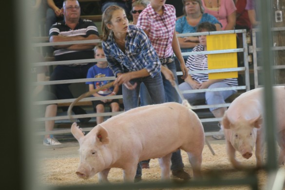 File photo. A scene from last year's pig  judging.