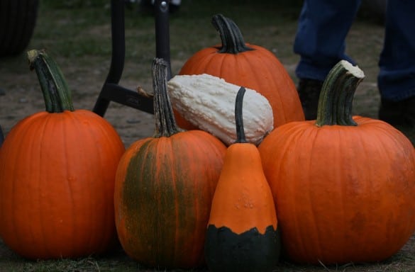 pumpkins, soccer teams 006