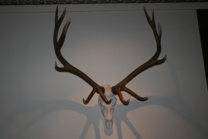 Antlers above the bar. Can you guess where?