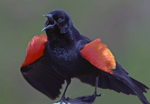 Courtesy photo by Tom Hodgson. Male Red-Wing Blackbird sings and displays shoulder patches.