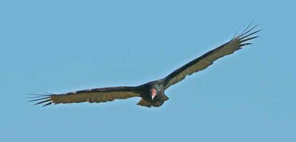 Courtesy photo. Adult turkey vulture in flight.