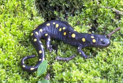 Courtesy photo. Spotted salamander.