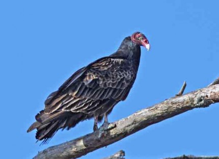 Courtesy photo. Turkey vulture perched.