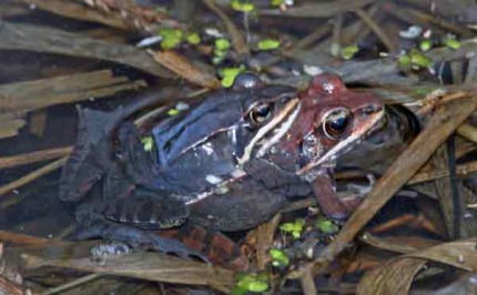 Courtesy photo by Tom Hodgson. Wood Frogs.