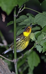 Courtesy photo. Cape May warbler.