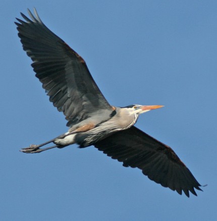 Courtesy photo. Great Courtesy photo. Blue Heron flying with neck folded and head resting on shoulders.