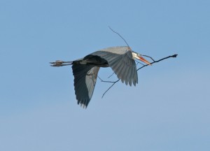 Courtesy photo. Great Blue Heron carrying nesting material.