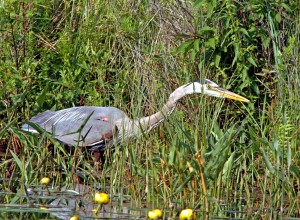 Courtesy photo. Great Blue Heron hunting on the shores of Mill Lake.