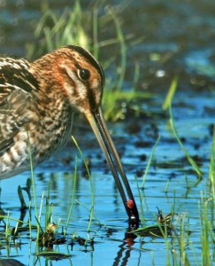 Wilson snipe used its bill for 