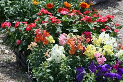 File photo of flats of flowers for sale at the Chelsea Farmers' Market.
