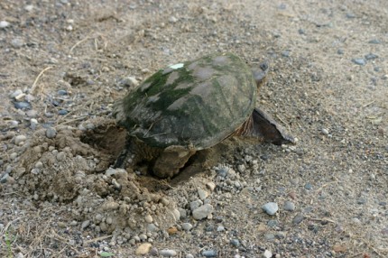 A snapping turtle digs a nest cavity.