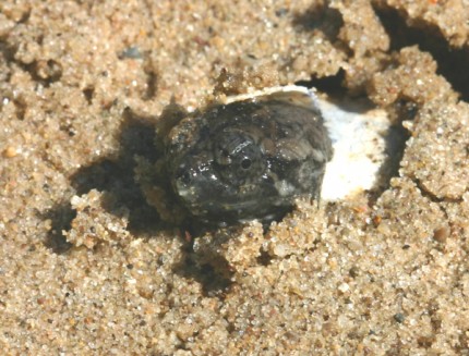 Courtesy photo by Tom Hodgson of a snapping turtle hatching. 