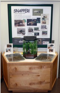 Courtesy photo by Tom Hodgson of the turtle egg exhibit at the Discovery Center.