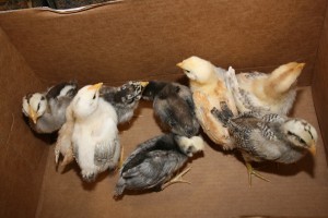 Some of the chicks that hatched in the first-grade classrooms at North Creek Elementary,