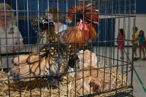 Chickens in a travel cage inside the gym at North Creek Elementary.