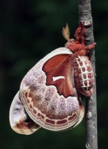 Courtesy photo. Female promethea moth.