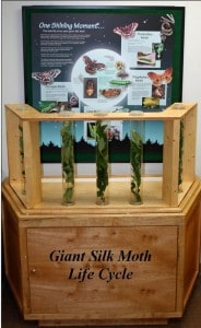 Courtesy photo. Giant silk moth exhibit at the Discovery Center.