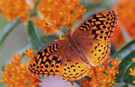 Courtesy photo. Great Spangled Fritillary nectaring on butterfly weed.