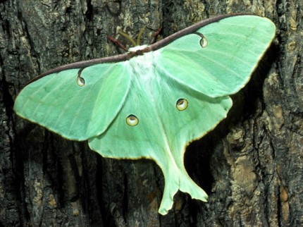 Courtesy photo. Luna moth.