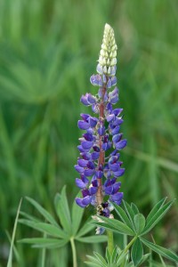 Courtesy photo. Lupine is currently blooming in area prairies.