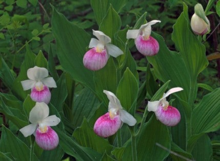 Courtesy photo. Lady's slipper in a floral group.