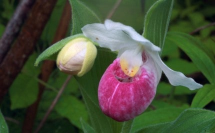 Courtesy photo. Lady's slipper flower and bud. 