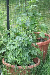 File photo of container veggie plants. 