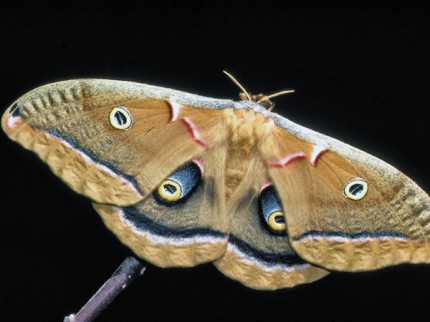 Courtesy photo. Female polyphemus moth.