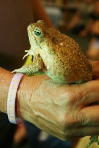 frog-close-up
