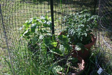 Publisher's note: After a fatal beginning thanks to the frost, my tomatoes, peppers and eggplant are progressing nicely.