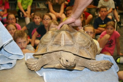 Sweat Pea, a rescued  African tortoise.