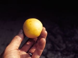 Courtesy photo. A ripe May apple fruit in hand. 
