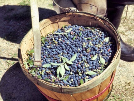 A bushel of fresh picked blueberries. 