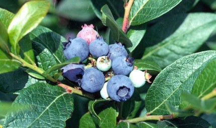 High bush blueberries.