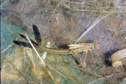 Courtesy photo. Immature damselfly in the aquatic stage.