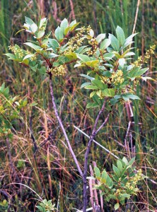 Poison sumac shrub.