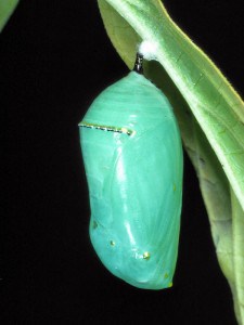 Courtesy photo. Monarch chrysalis.