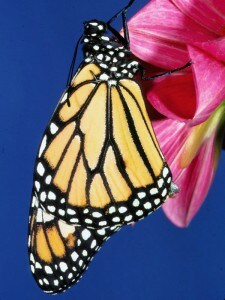 Courtesy photo of an adult monarch butterfly nectaring on a flower.