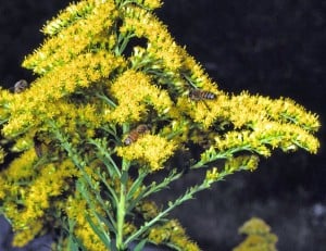 Courtesy photo. Bees gathering nectar from goldenrod.
