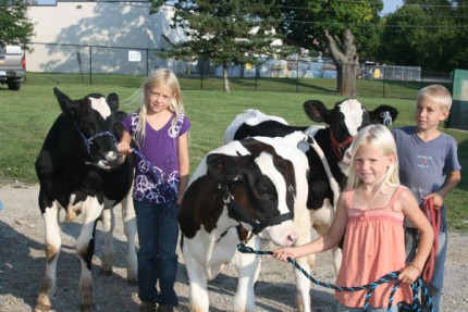 Feeder calves arrive at the fair. 